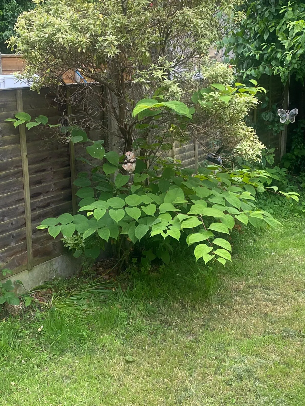 A Japanese knotweed stand at a job site recorded and treated by SE Environmental.