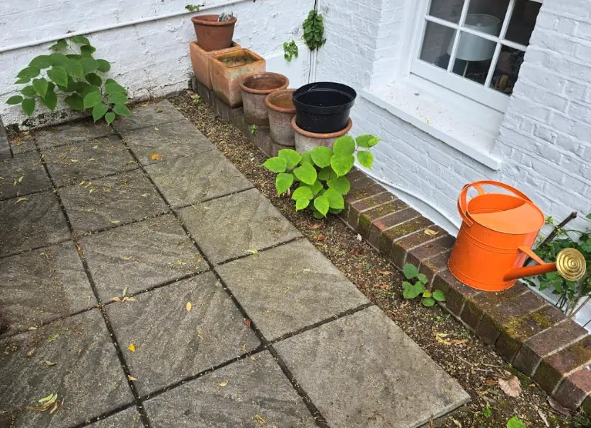 A stand of Japanese knotweed established in a domestic garden.