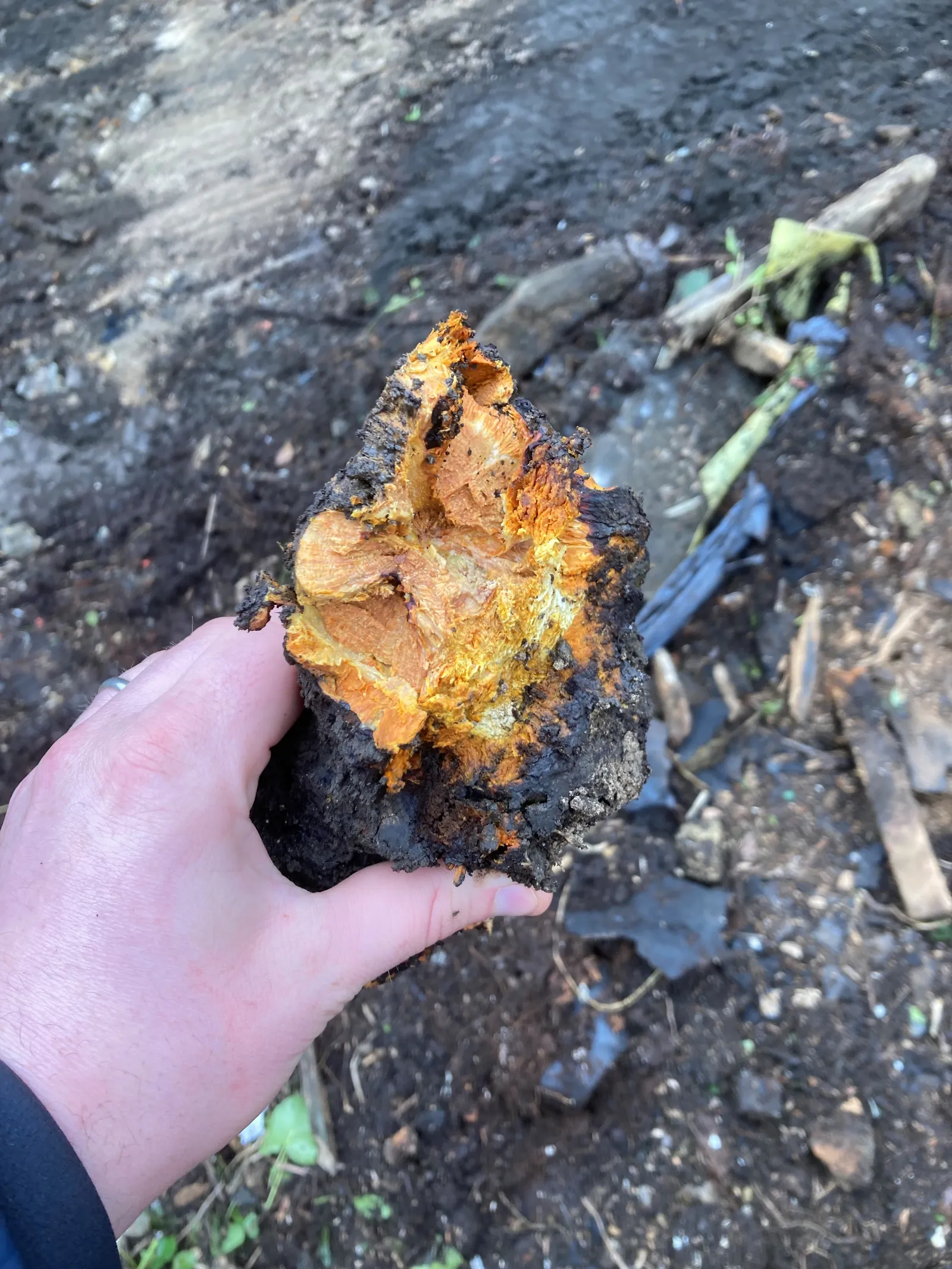 An SE Environmental operative on site during Japanese knotweed works at a UK property.