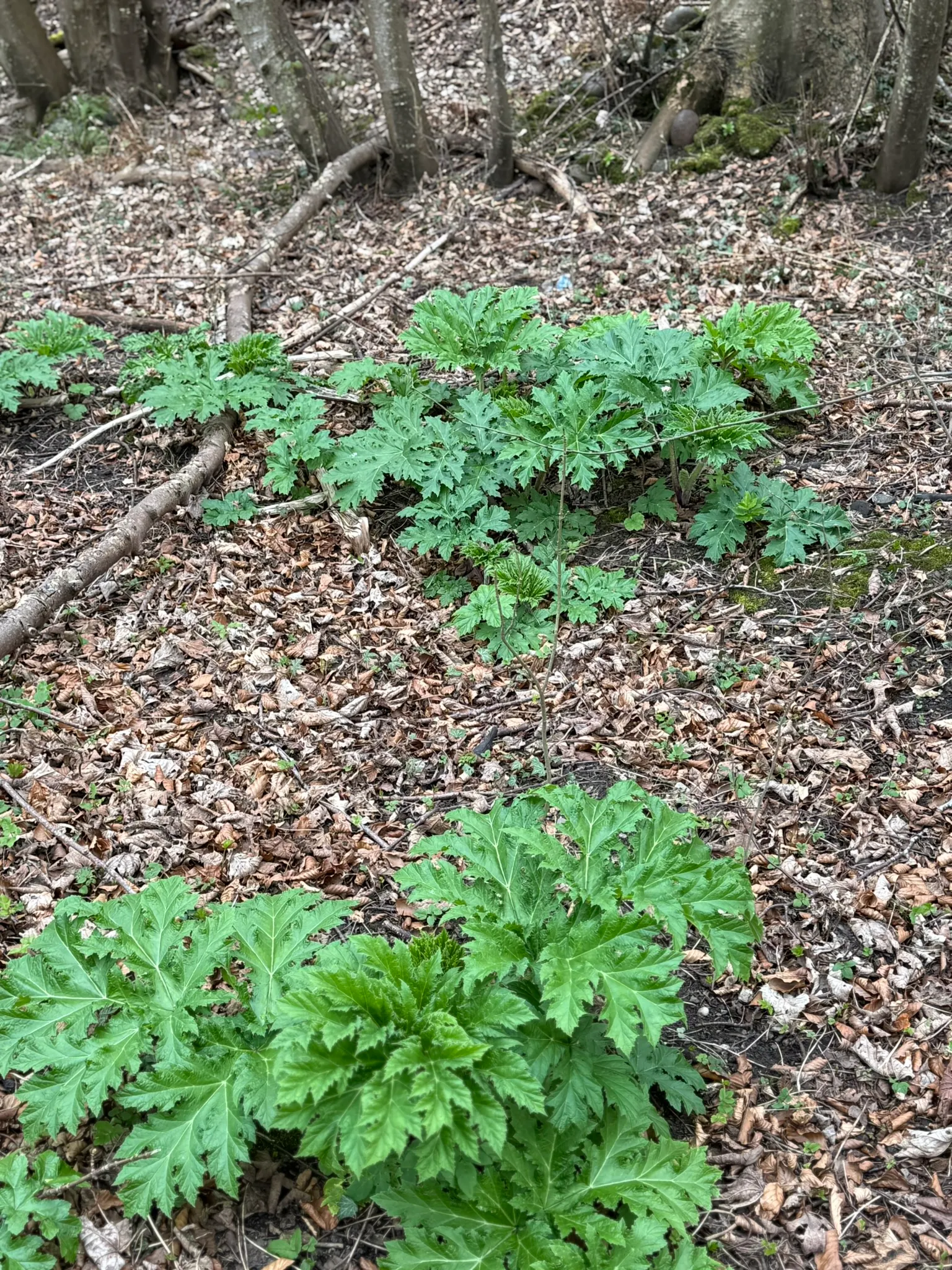 Japanese knotweed treatment works underway at a job site carried out by SE Environmental.